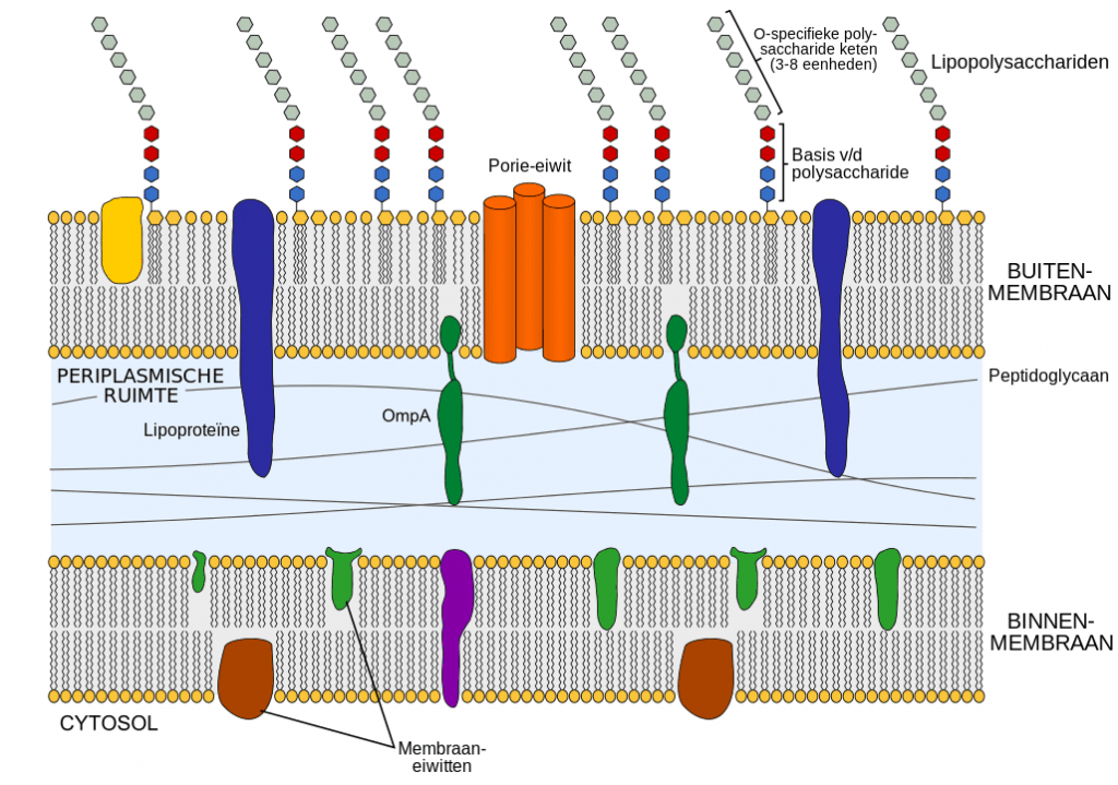 Gram negative cell wall